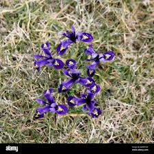 Attēlu rezultāti vaicājumam “Iris rosenbachiana flower”
