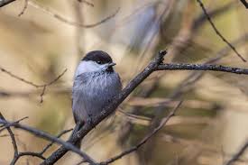 Attēlu rezultāti vaicājumam “Poecile montanus”