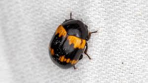 Attēlu rezultāti vaicājumam “Diaperis boleti”