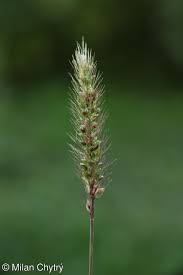 Attēlu rezultāti vaicājumam “Setaria viridis fruit”