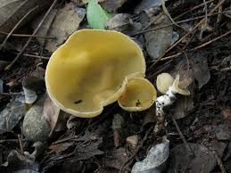 Attēlu rezultāti vaicājumam “Sowerbyella radiculata”