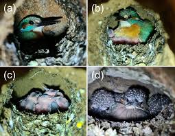 Attēlu rezultāti vaicājumam “Alcedo atthis nest”