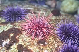 Image result for Mesocentrotus franciscanus