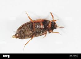 Attēlu rezultāti vaicājumam “Attagenus smirnovi”