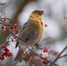 Image result for Pinicola enucleator