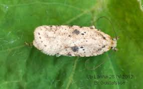 Attēlu rezultāti vaicājumam “Agonopterix aranella”