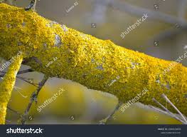 Attēlu rezultāti vaicājumam “Chrysothrix candelaris”