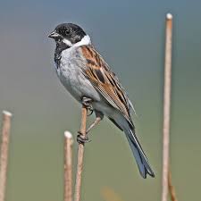Attēlu rezultāti vaicājumam “Emberiza schoeniclus eggs”