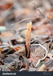 Attēlu rezultāti vaicājumam “Macrotyphula fistulosa”