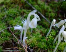Attēlu rezultāti vaicājumam “Liparis loeselii flower”