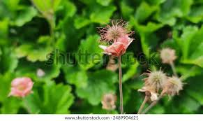 Attēlu rezultāti vaicājumam “Geum rivale bud”