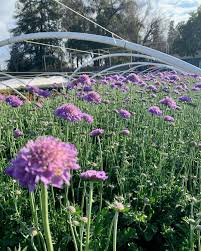 Image result for Scabiosa col.`Butterfly Blue`