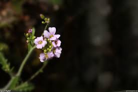 Attēlu rezultāti vaicājumam “Cardaminopsis arenosa fruit”