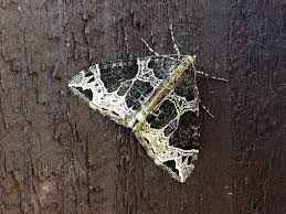 Attēlu rezultāti vaicājumam “Ecliptopera silaceata”