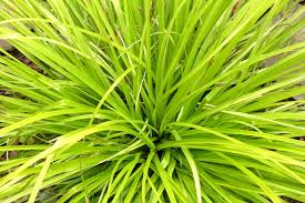 Attēlu rezultāti vaicājumam “Carex loliacea leaf”