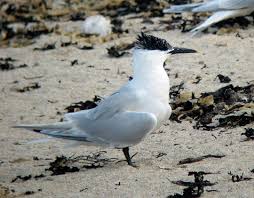 Image result for Sterna acuflavida