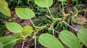Attēlu rezultāti vaicājumam “Urticaceae”