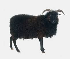 Attēlu rezultāti vaicājumam “Ovis aries”