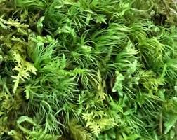 Attēlu rezultāti vaicājumam “Plagiomnium affine sporophyte”