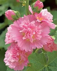 Image result for Alcea rosea `Appleblossom`