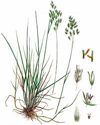 Attēlu rezultāti vaicājumam “Poa angustifolia”
