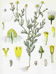 Attēlu rezultāti vaicājumam “Matricaria chamomilla flower”