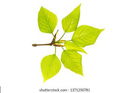 Attēlu rezultāti vaicājumam “Populus simonii”