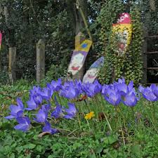 Attēlu rezultāti vaicājumam “Crocus speciosus flower”