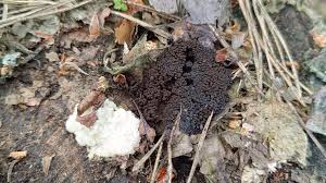 Attēlu rezultāti vaicājumam “Symphytocarpus flaccidus stalked”