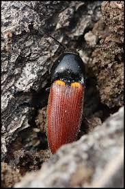 Attēlu rezultāti vaicājumam “Ampedus pomorum”