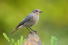 Attēlu rezultāti vaicājumam “Phoenicurus ochruros female”
