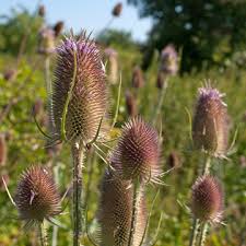 Image result for Dipsacus silvestris
