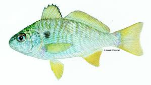 Image result for Leiostomus xanthurus