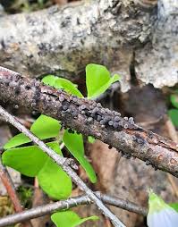 Attēlu rezultāti vaicājumam “Lamproderma pseudomaculatum”