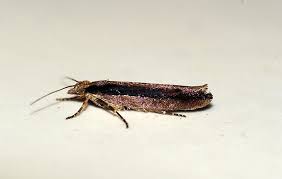 Attēlu rezultāti vaicājumam “Ypsolopha parenthesella”