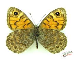 Attēlu rezultāti vaicājumam “Lasiommata megera female”