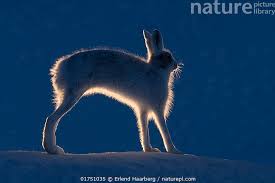 Attēlu rezultāti vaicājumam “Lepus timidus”