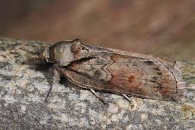 Attēlu rezultāti vaicājumam “Nycteola sp.”