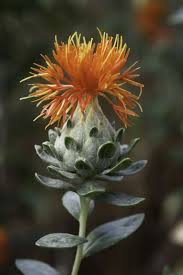 Image result for Carthamus tinctorius