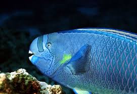 Image result for Chlorurus perspicillatus