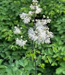 Attēlu rezultāti vaicājumam “Thalictrum aquilegifolium”