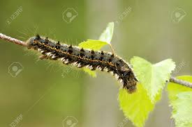 Attēlu rezultāti vaicājumam “Euthrix potatoria”