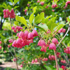 Attēlu rezultāti vaicājumam “Enkianthus campanulatus”
