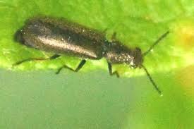 Attēlu rezultāti vaicājumam “Dasytes caeruleus”