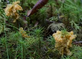 Attēlu rezultāti vaicājumam “Lignydium muscorum”