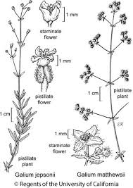 Attēlu rezultāti vaicājumam “Galium schultesii leaf”