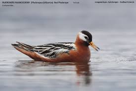 Attēlu rezultāti vaicājumam “Phalaropus fulicarius”