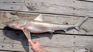 Image result for Rhizoprionodon terraenovae