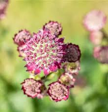 Image result for Astrantia majon `Abbey Road`