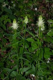 Attēlu rezultāti vaicājumam “Phyteuma spicatum leaf”